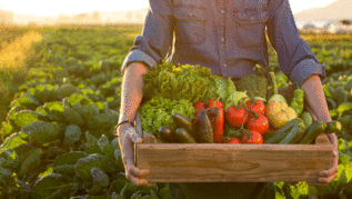Mann trägt Gemüsekiste auf dem Acker (verweist auf: Der Ukraine-Krieg und die Arbeit der BLE)